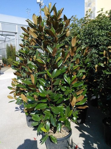 Magnolia grandiflora...