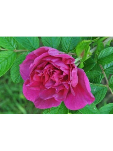 Pianta di Rosa Rugosa in vaso