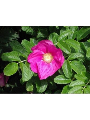 Pianta di Rosa Rugosa in vaso