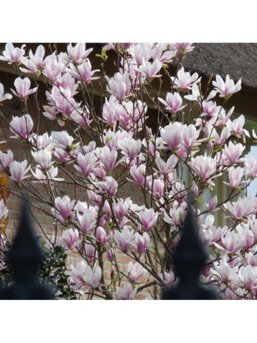 Magnolia stellata "Magnolia...