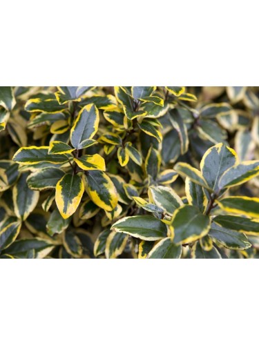 Eleagno variegato "Eleagnus...