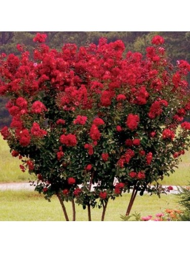 Lagerstroemia indica rossa...