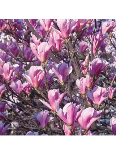 Magnolia giapponese...