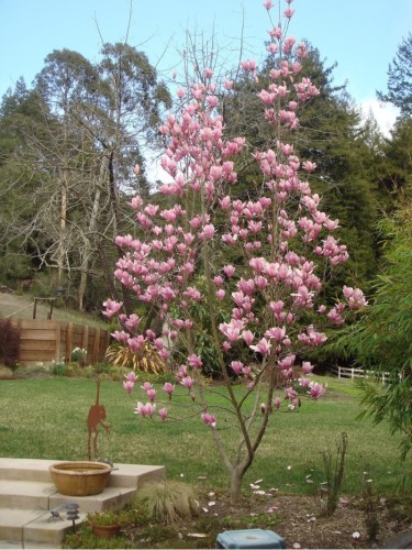 Magnolia giapponese...