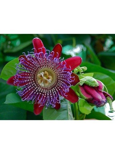 Passiflora Quadrangularis...