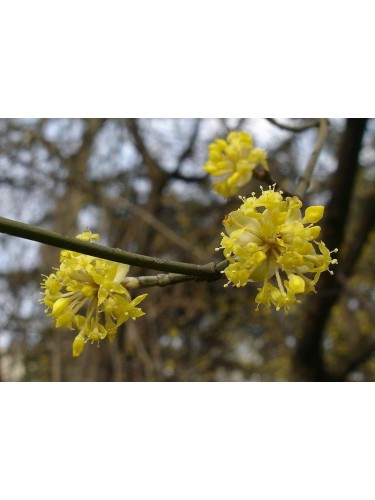 Corniolo "Cornus mas"...