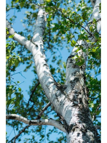 Betulla bianca alba "Betula...