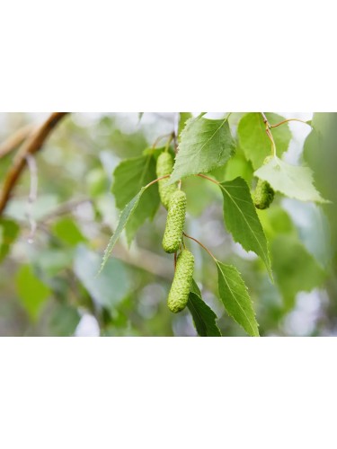 Betulla bianca alba "Betula...