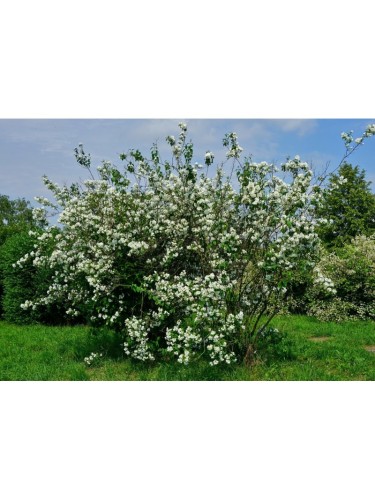 Filadelfo - Philadelphus...