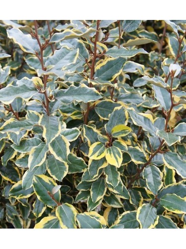 Eleagno variegato "Eleagnus...