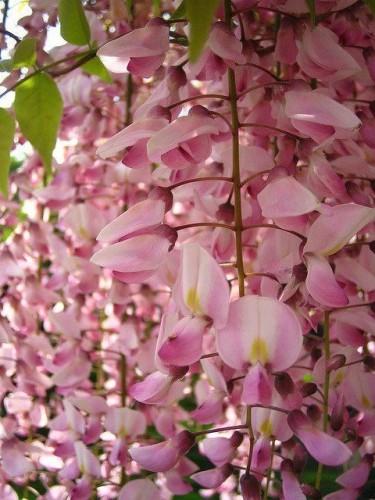 Glicine "Wisteria" pianta...