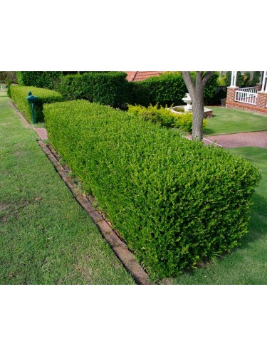 Bosso comune "Buxus...