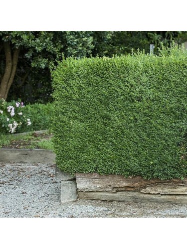 Bosso comune "Buxus...