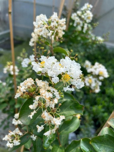 Lagerstroemia indica pianta...