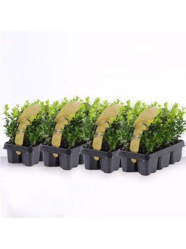 Bosso "Buxus microphylla...