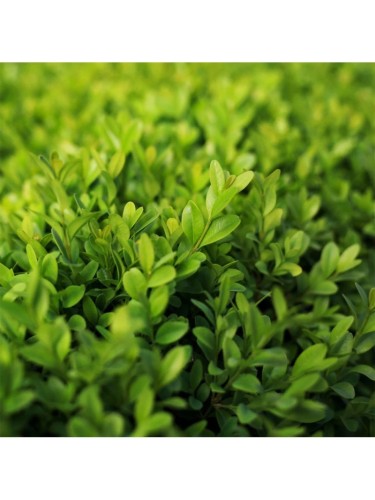 Bosso "Buxus microphylla...