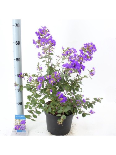 Lagerstroemia indica Viola...