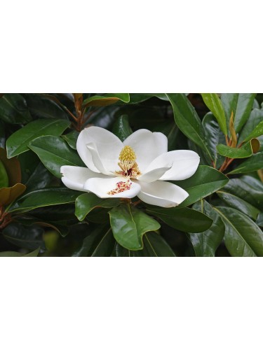 Magnolia grandiflora pianta...