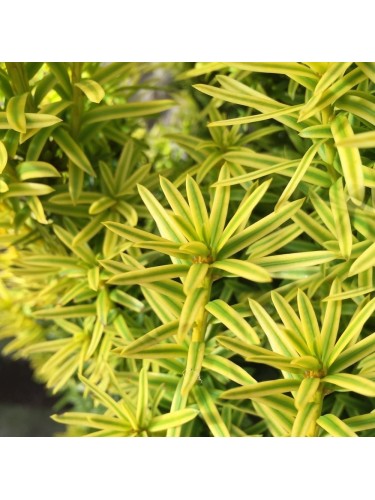 Tasso variegato "Taxus...