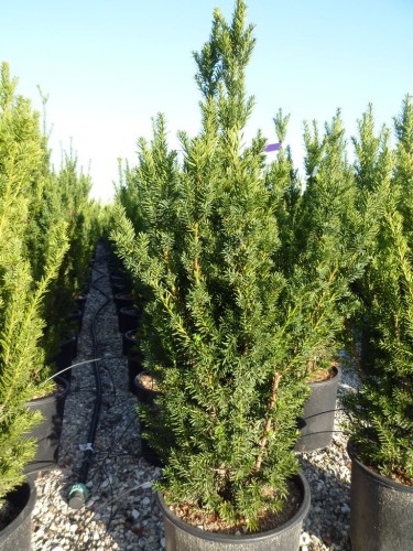 Tasso "Taxus media Hillii"...