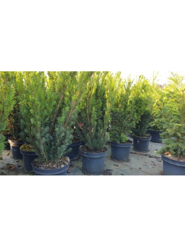 Tasso "Taxus media Hillii"...