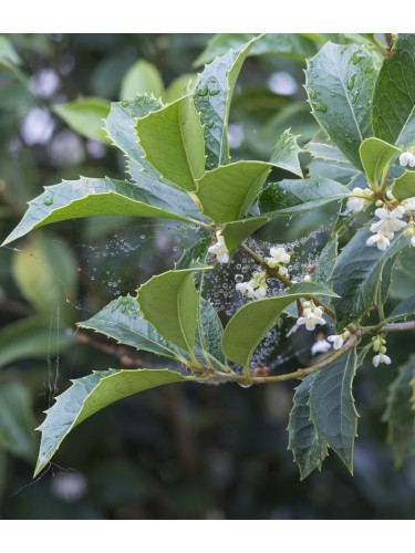 Osmanto "Osmanthus armatus"...