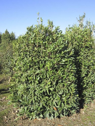 Osmanto "Osmanthus armatus"...