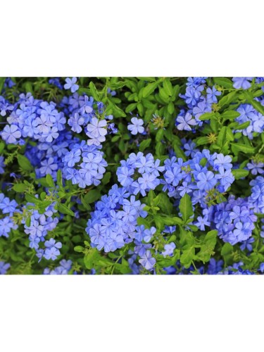 Plumbago capensis...