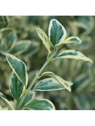 Evonimo variegato "Euonymus...