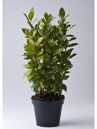 Alloro "Laurus nobilis" 3...