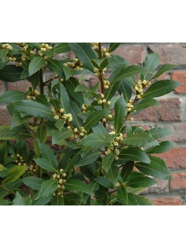 Alloro "Laurus nobilis" 3...