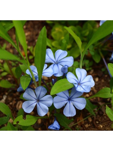 Plumbago capensis...