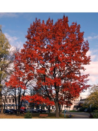 Quercia rossa americana...