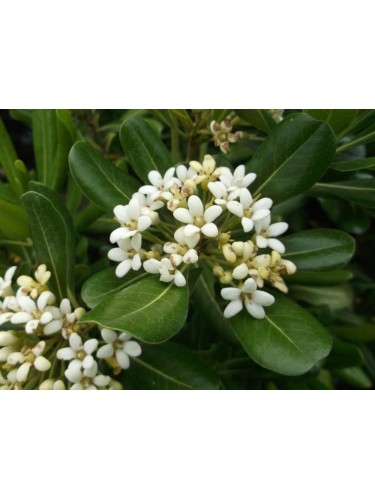 Pitosforo "Pittosporum...