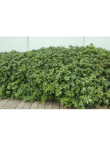 Pitosforo "Pittosporum...