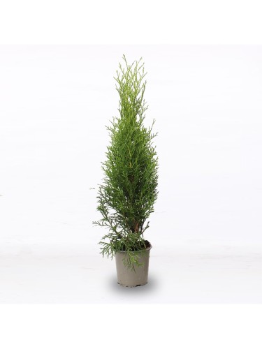 Tuia smeraldo "Thuja...