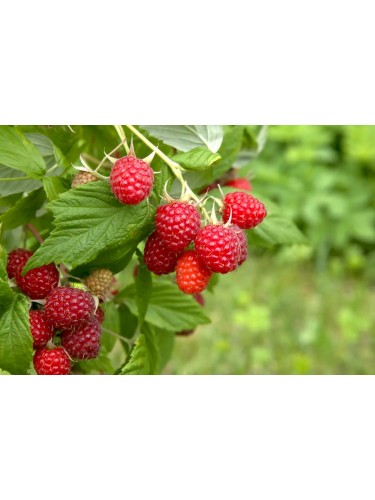 Lampone rosso "Rubus idaeus...