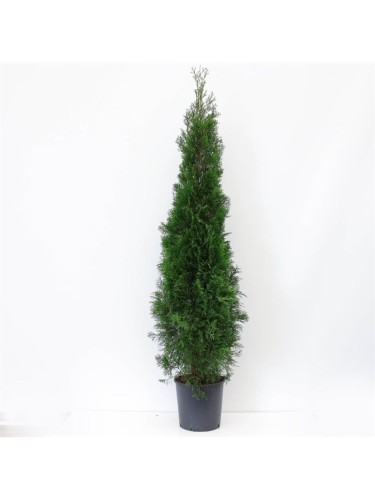 Tuia smeraldo "Thuja...