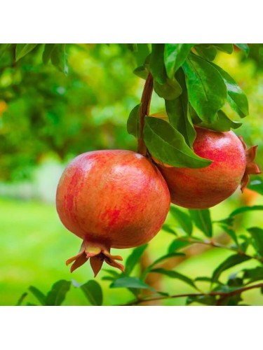 Melograno da frutto "Punica...