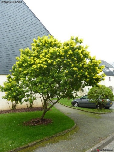 Mimosa "Acacia dealbata"...