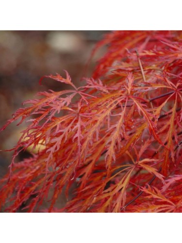 Acero rosso giapponese...