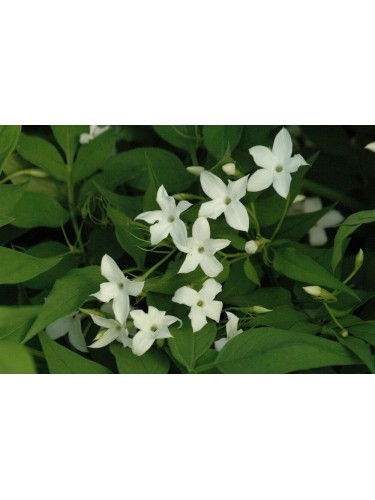 Gelsomino bianco "Jasminum...