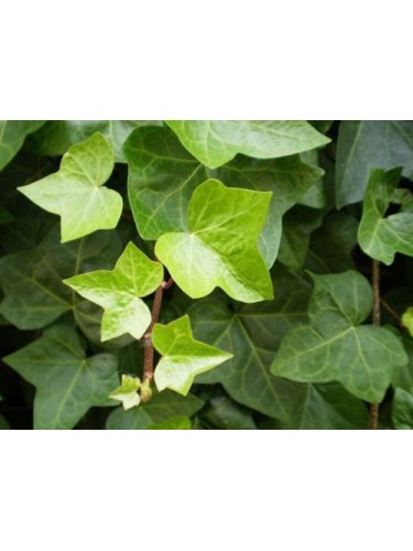 Edera comune "Hedera helix"...