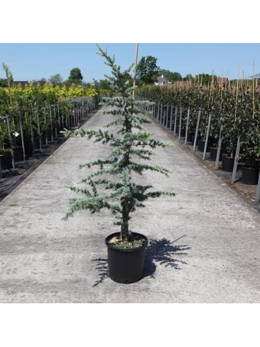 Cedro del Libano "Cedrus...