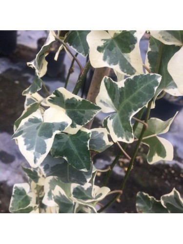 Edera variegata "Hedera...