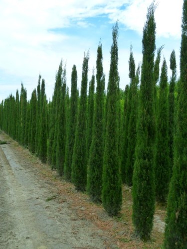 Cipresso toscano "cupressus...