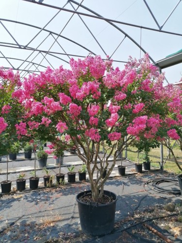 Lagerstroemia indica pianta...