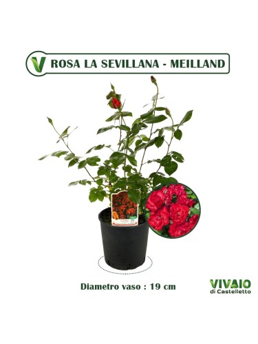 Rosa rossa rifiorente...