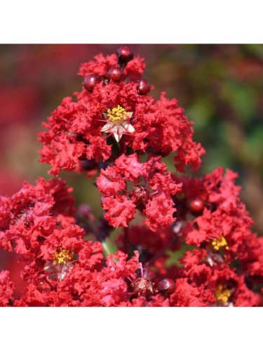 Lagerstroemia indica rossa...