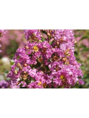 Lagerstroemia indica Viola...